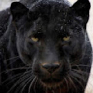 Meet your Posher, Niknik